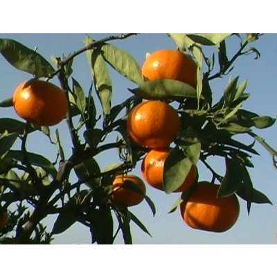 画像1: 自然栽培：大坊みかん（2S〜Ｌサイズ混合）